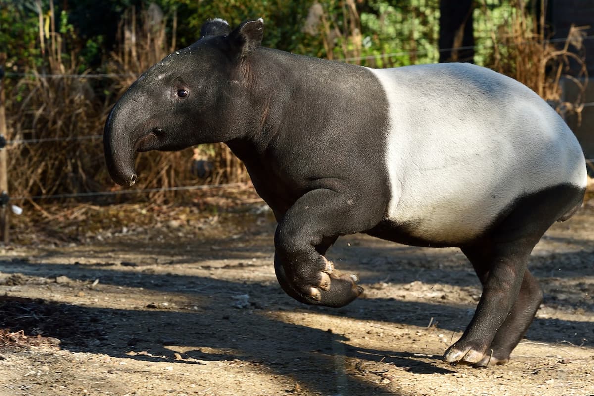 Ménagerie, Zoo of the Jardin des Plantes