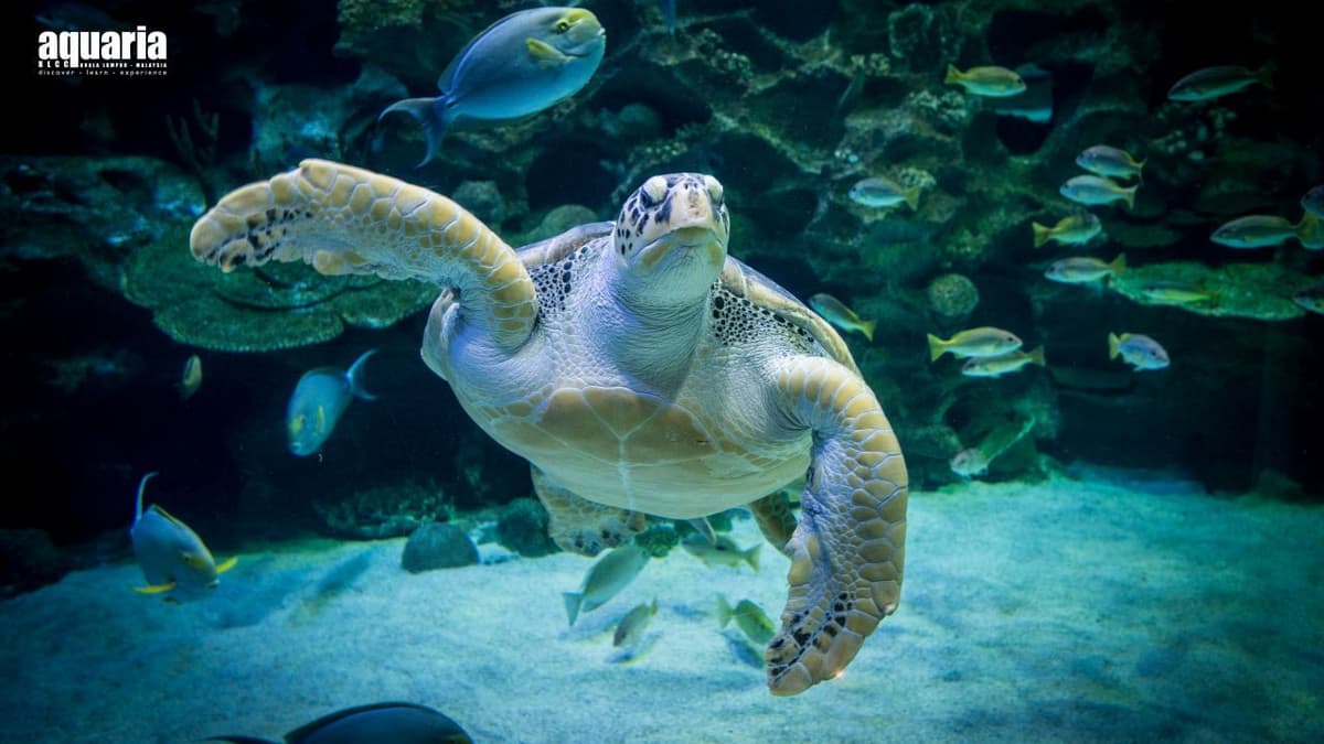 COMBO: Aquaria KLCC + Berjaya Times Square Theme Park Tickets