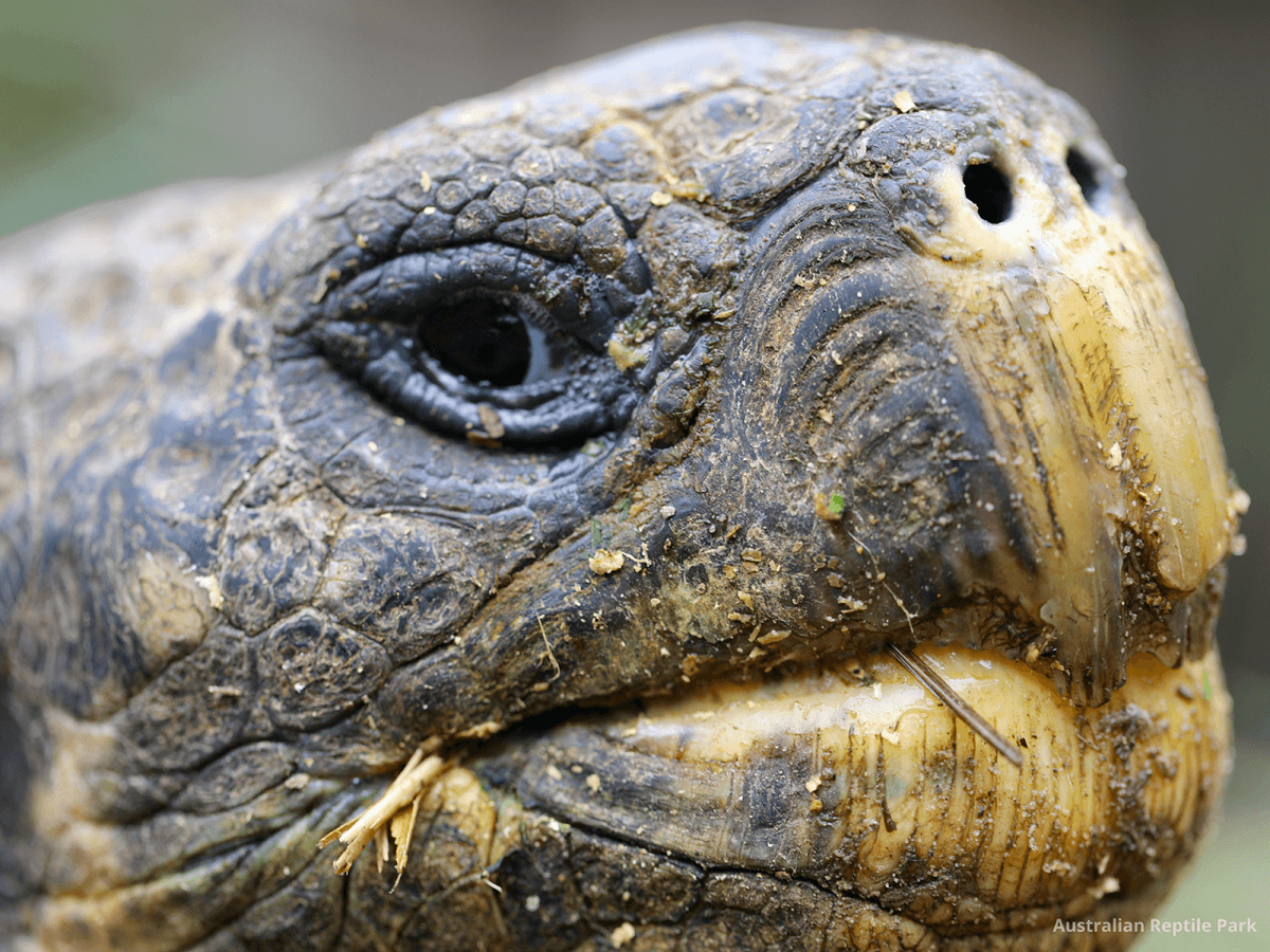 Australian Reptile Park