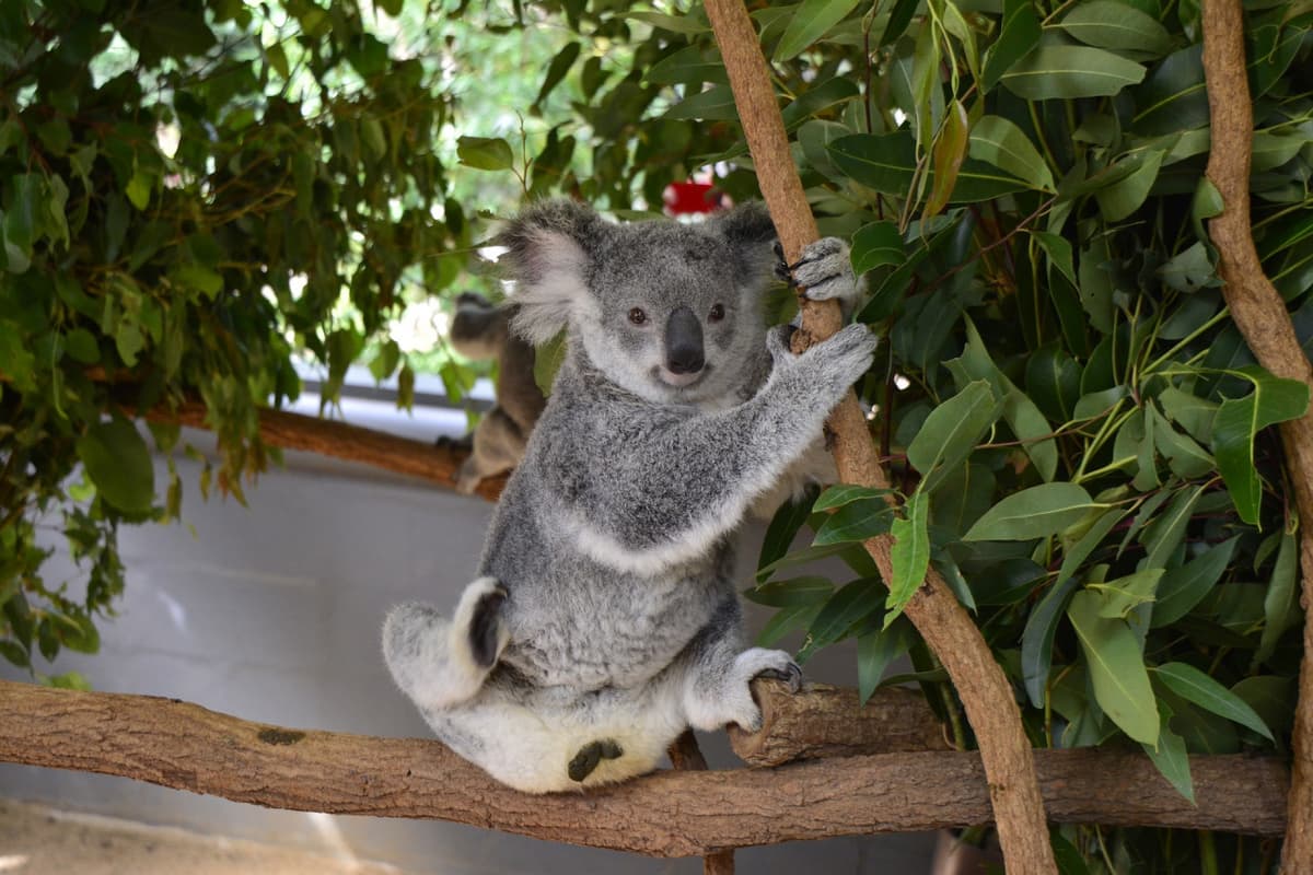 Lone Pine Koala Sanctuary Entry Ticket with Cruise