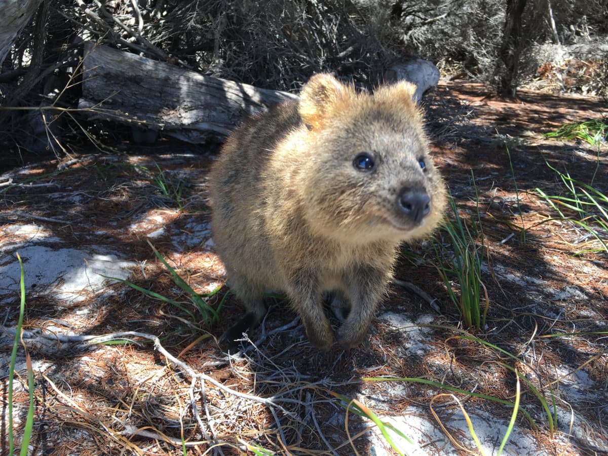 Rottnest Island Fortress Adventure Segway Tour with Round Trip SeaLink Ferry Transfer