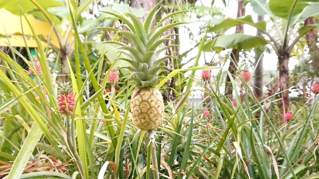 Okinawa Nago Pineapple Park