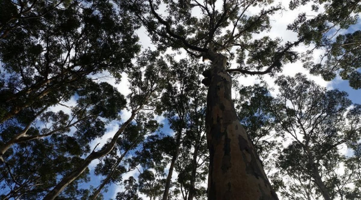 Margaret River Beer Tasting Tour from Perth