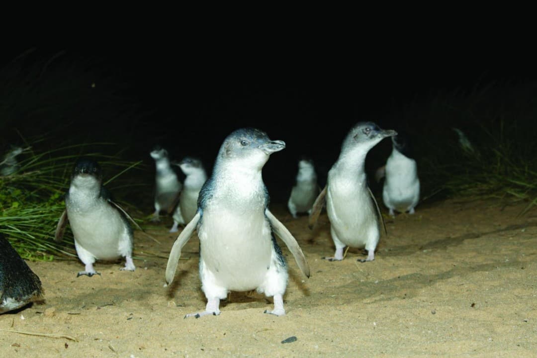 Phillip Island with Penguin Parade Eco Tour