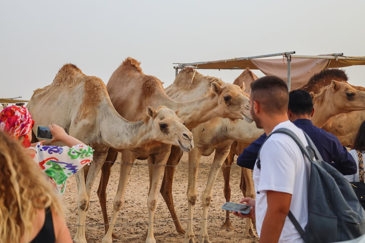 Desert Safari Tour from Abu Dhabi