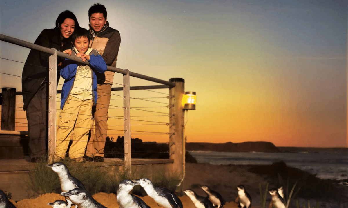 Phillip Island with Penguin Parade Eco Tour