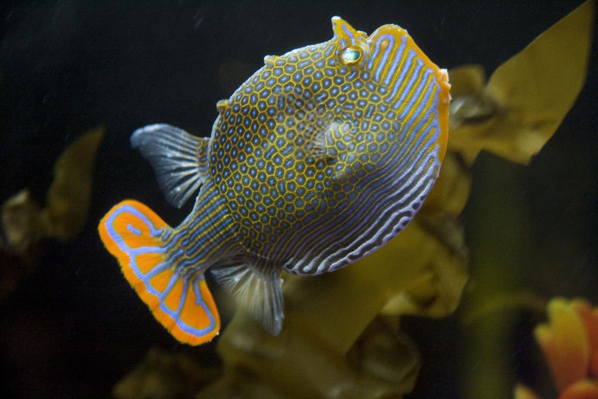 SEA LIFE Melbourne Aquarium Direct Entry Ticket