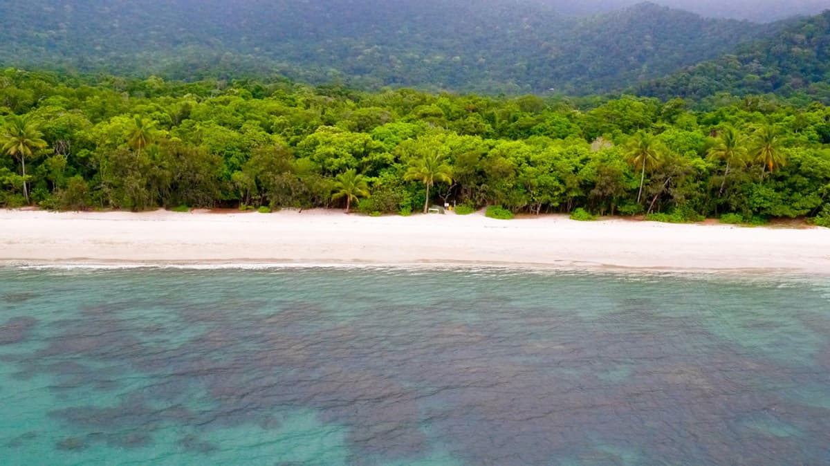 Cape Tribulation and Daintree Wilderness Full-Day Tour