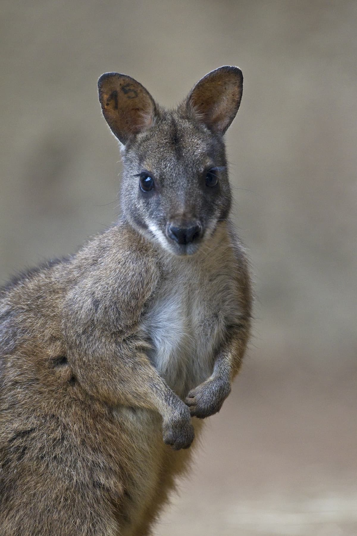 San Diego Zoo