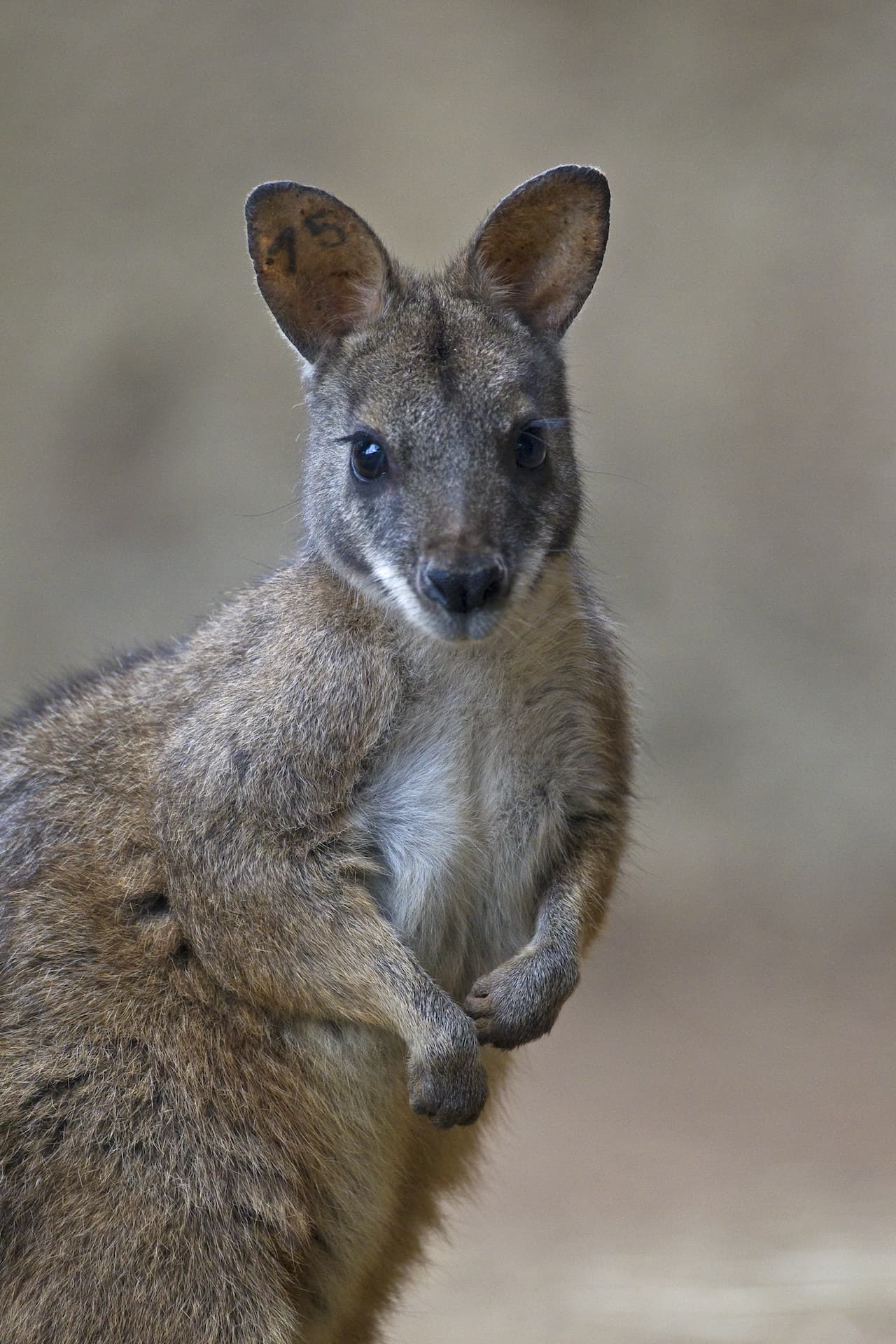 San Diego Zoo