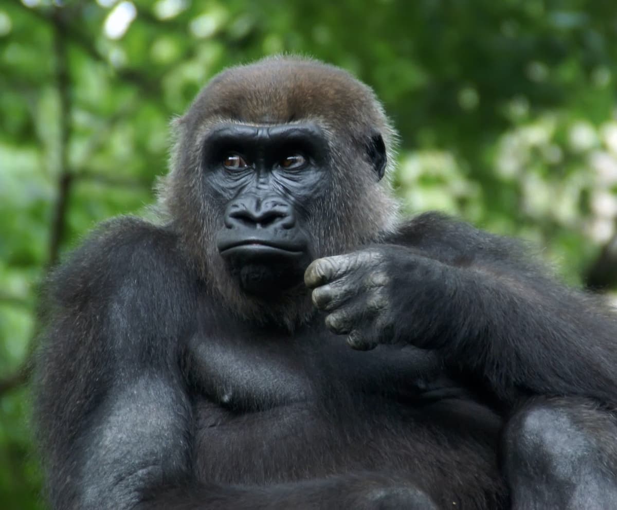 Bronx Zoo