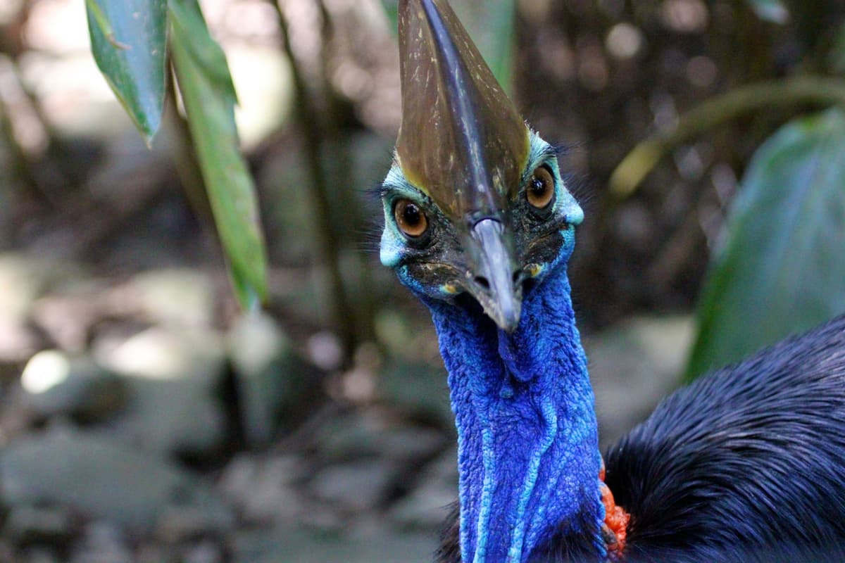 Cape Tribulation and Daintree Wilderness Full-Day Tour