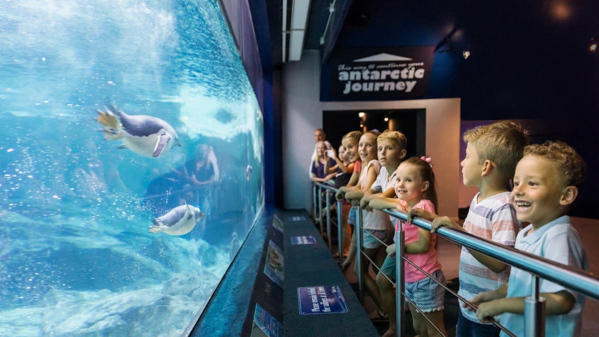 Sea World Gold Coast Ticket