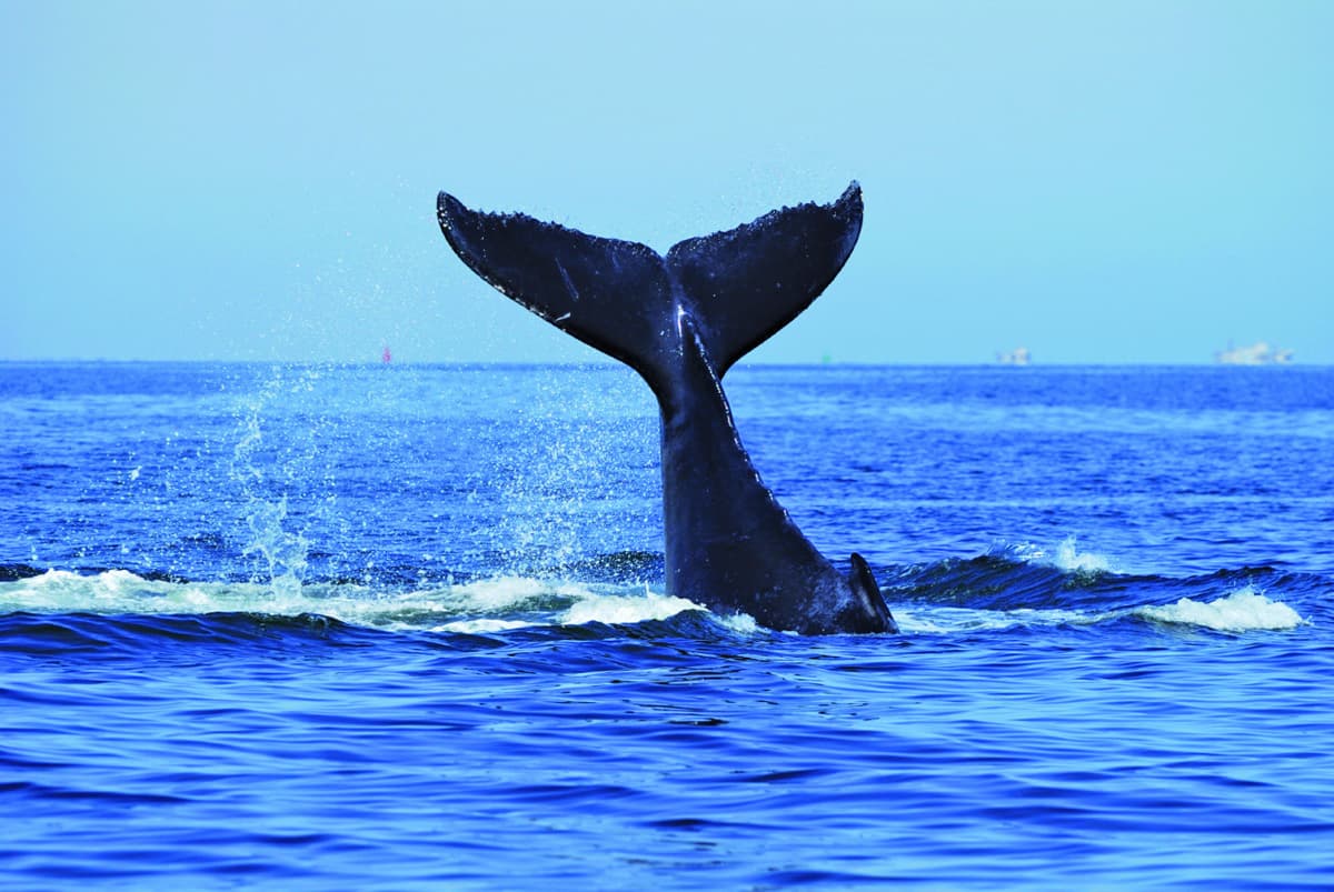 Sydney Whale Watching Cruise
