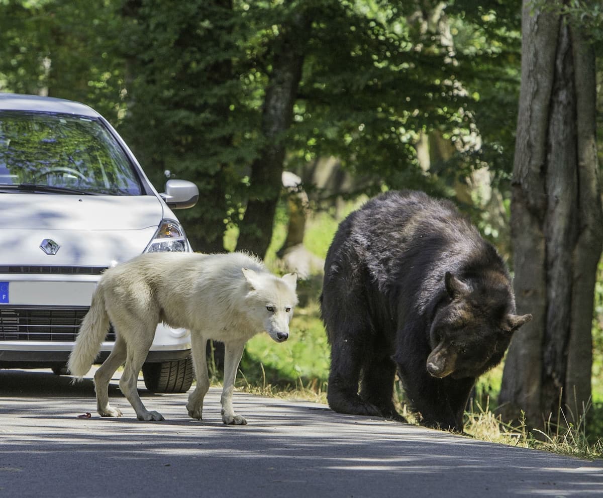 Thoiry ZooSafari: Skip The Line