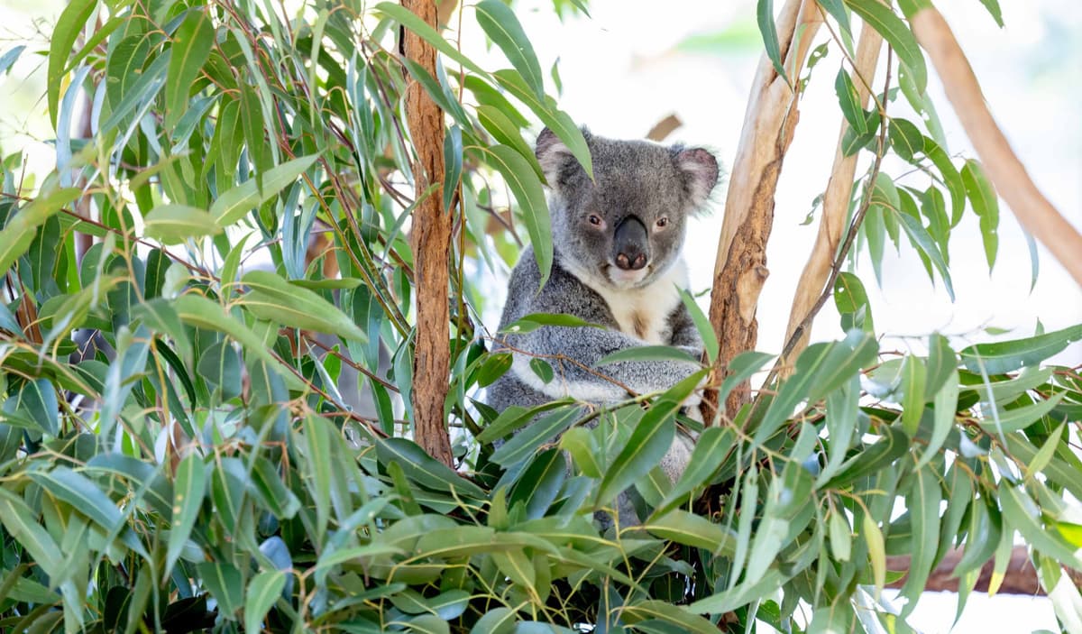 Lone Pine Koala Sanctuary Entry Ticket with Cruise