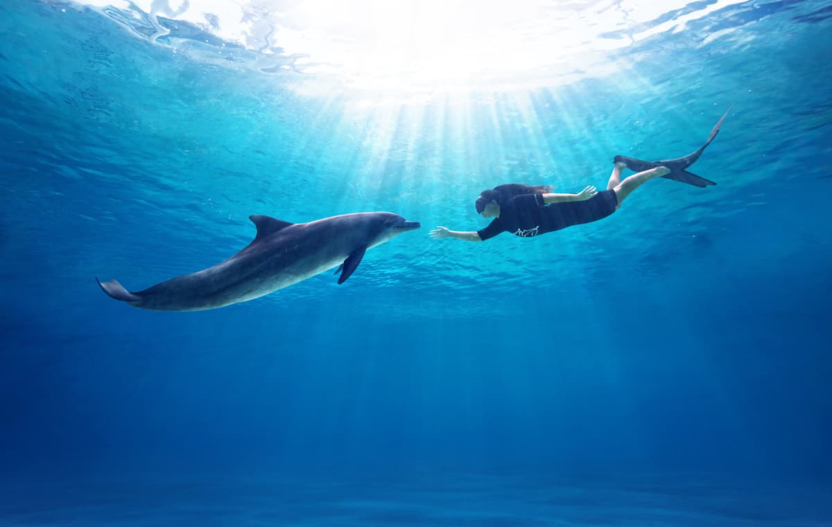 Dolphin Experiences at Marine Mammal Habitat Sentosa