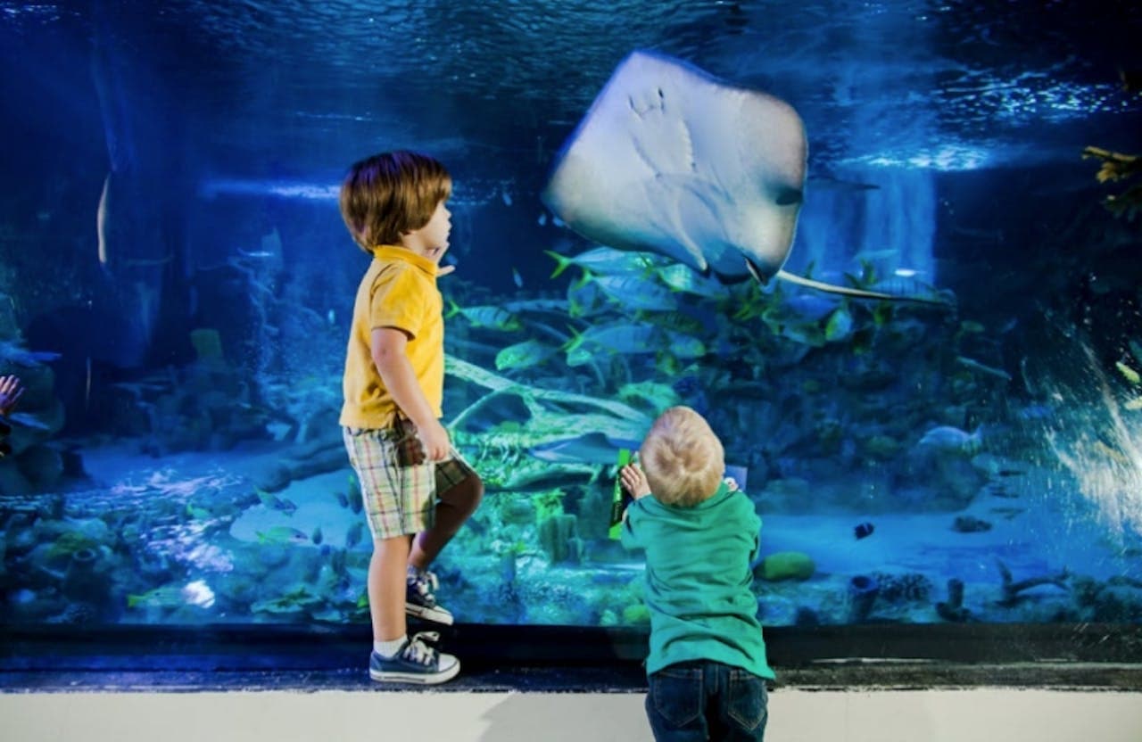 SEA LIFE New Jersey Aquarium Ticket
