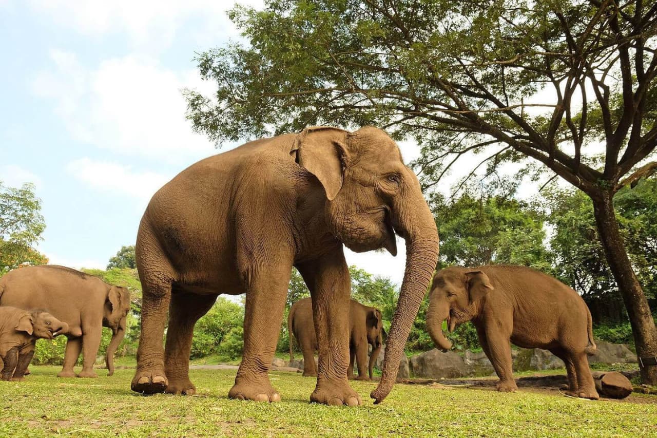 Bali Safari Park Ticket