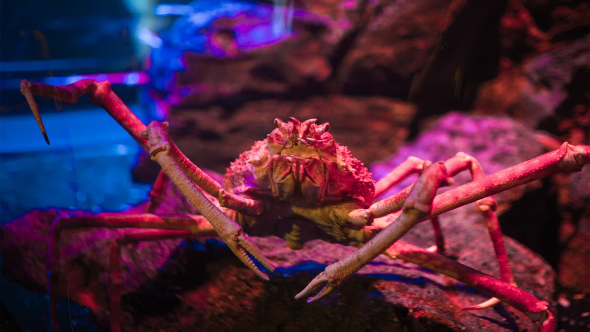 COMBO: SEA LIFE Bangkok Ocean World + Madame Tussauds Bangkok Tickets