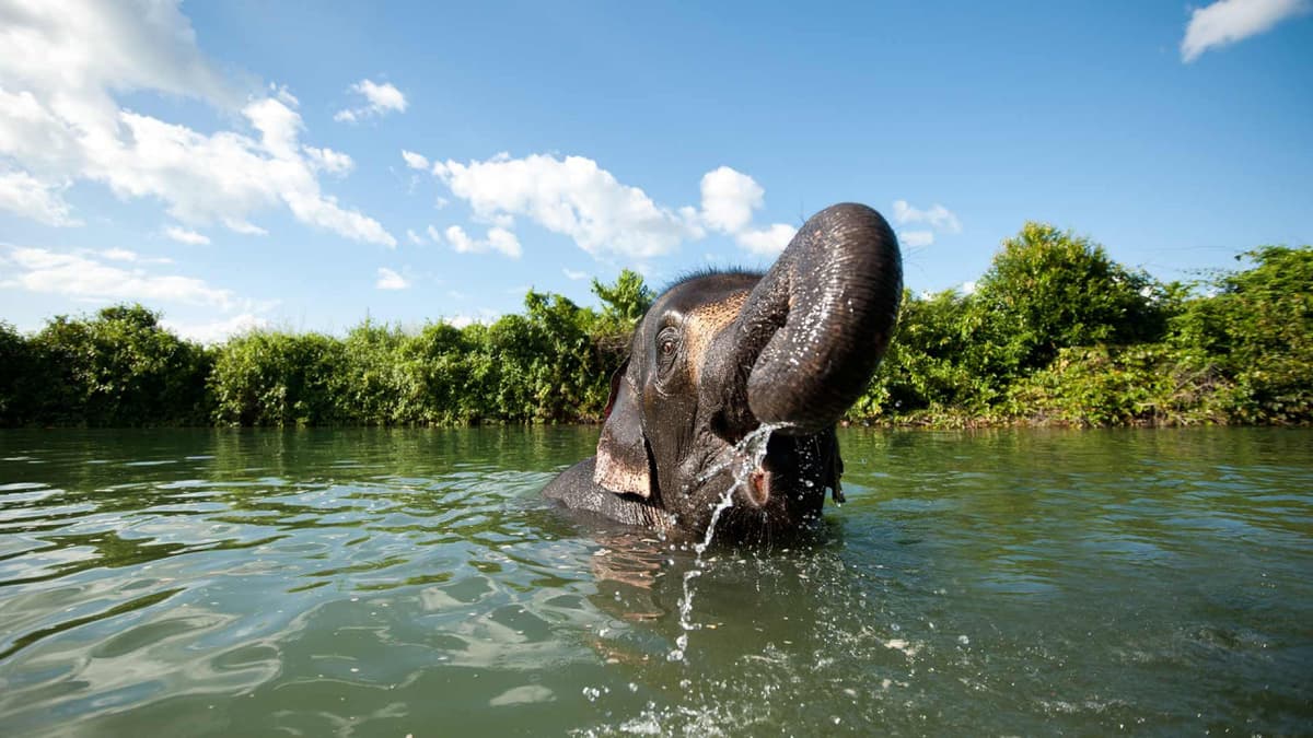Elephant Jungle Sanctuary Chiang Mai