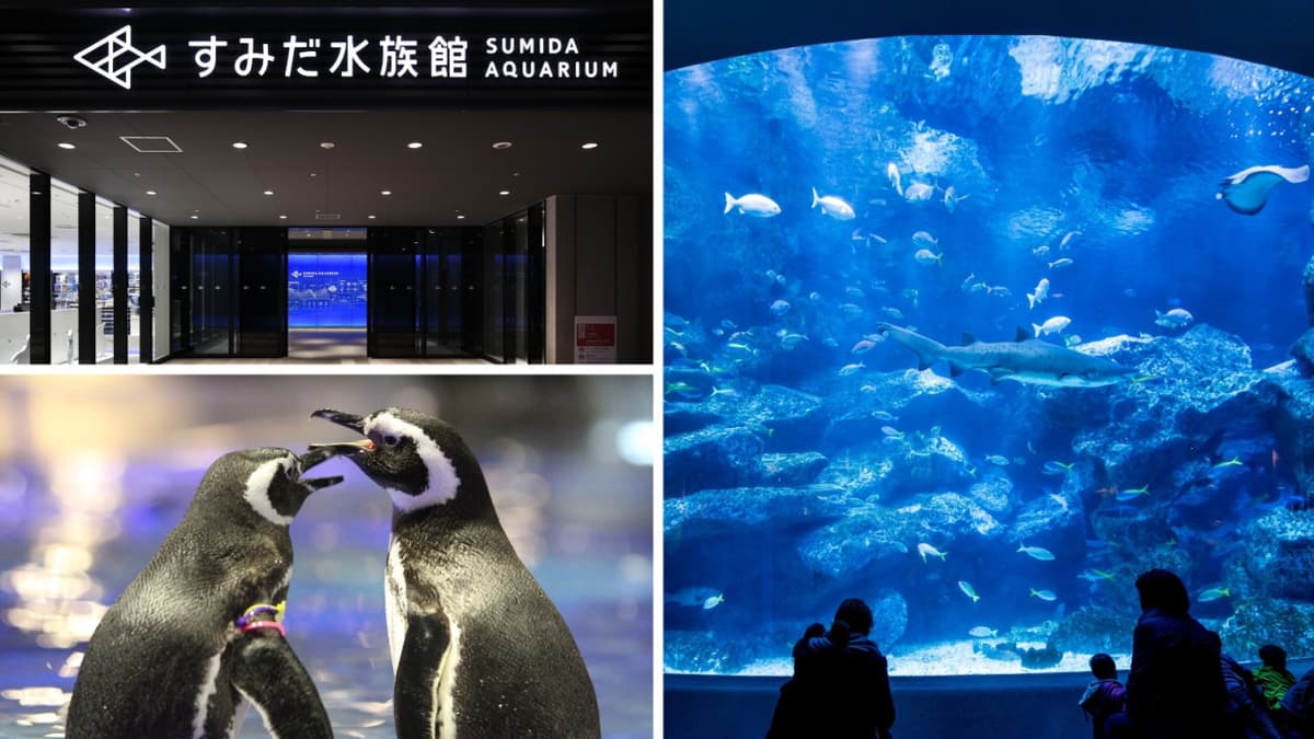 Have Fun in Japan Pass - 2 Weeks Free Pass