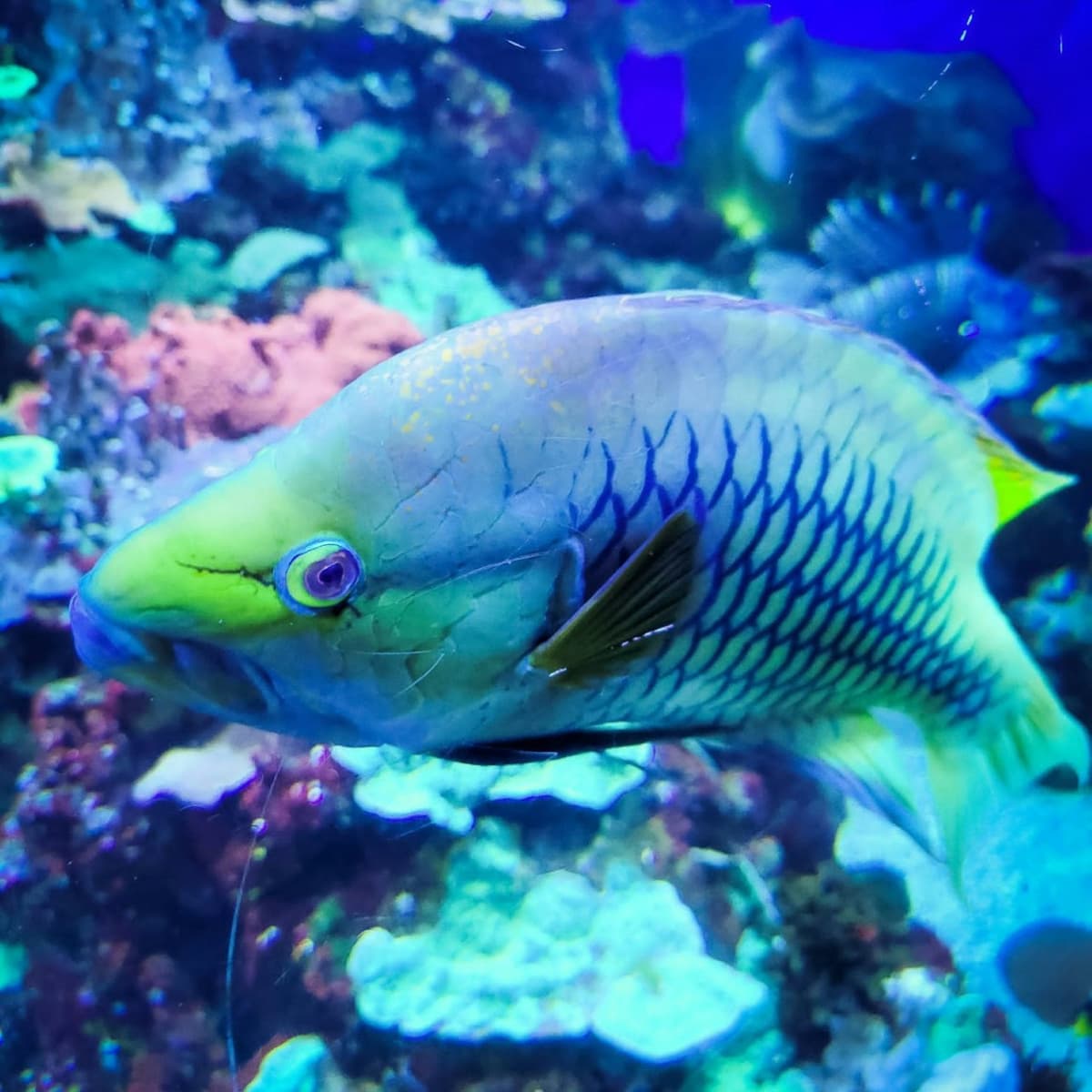 Downtown Aquarium Denver Ticket