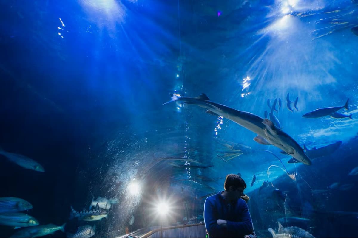 Aquarium of the Bay Ticket