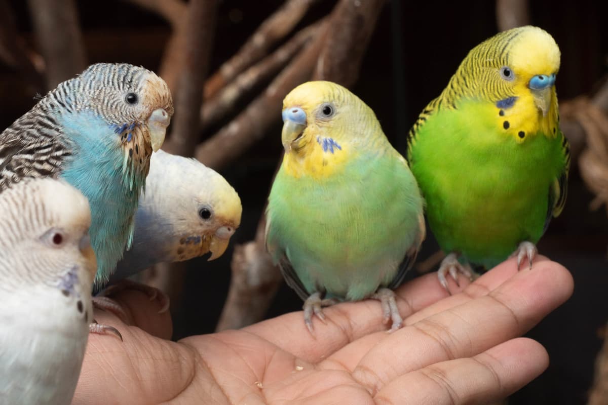 Just Farm at Just Pets Megastore