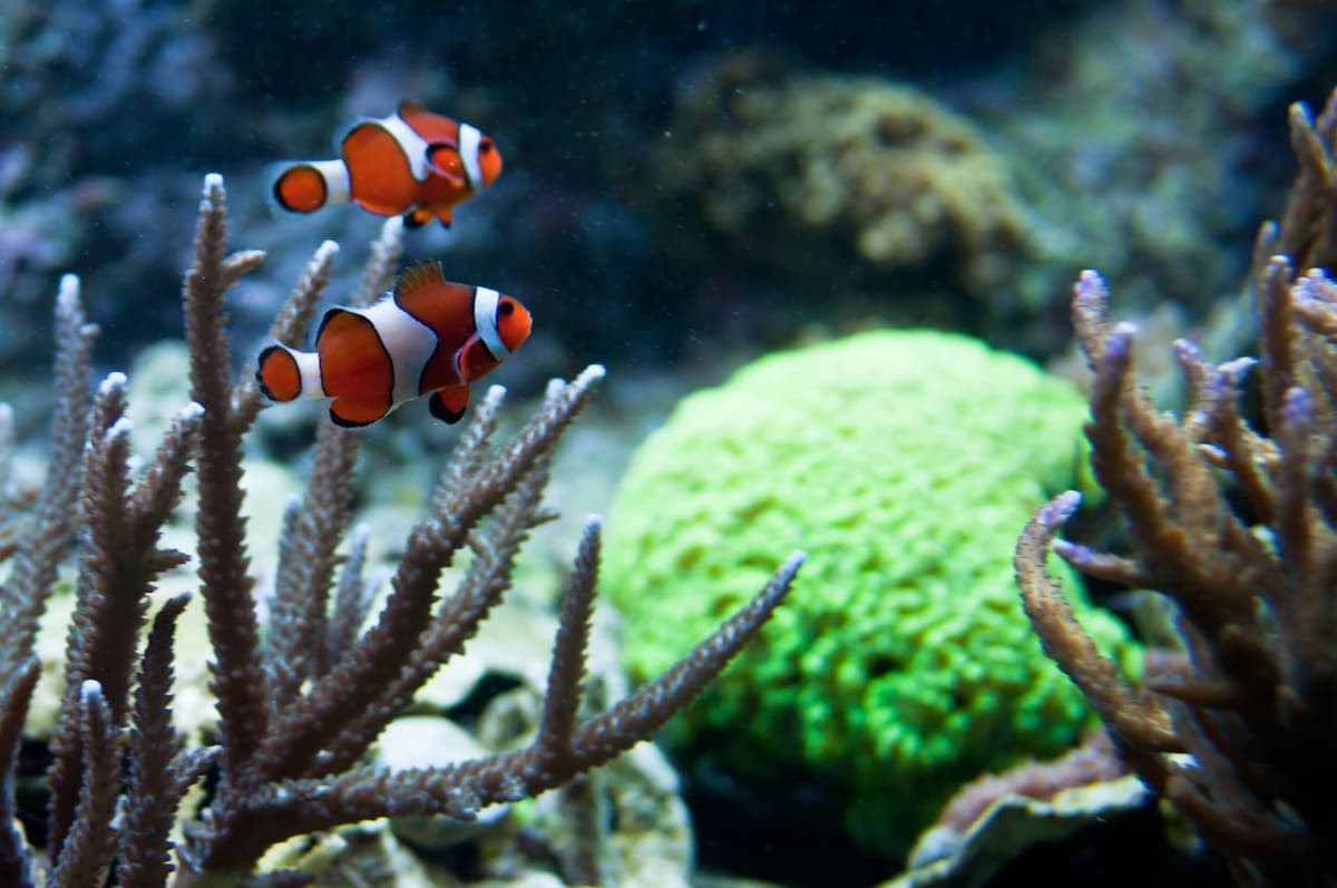 New England Aquarium Ticket