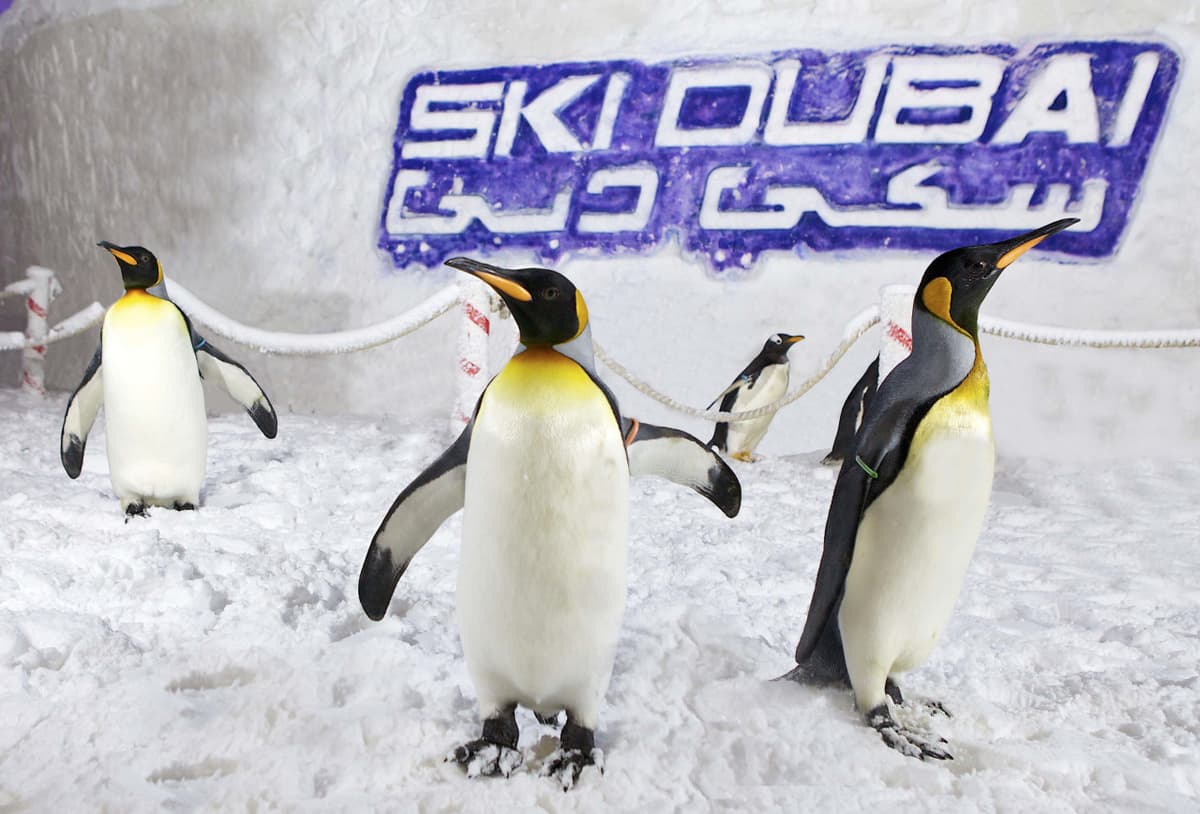 Go City Dubai All-Inclusive Pass: Save up to 50% on Attractions