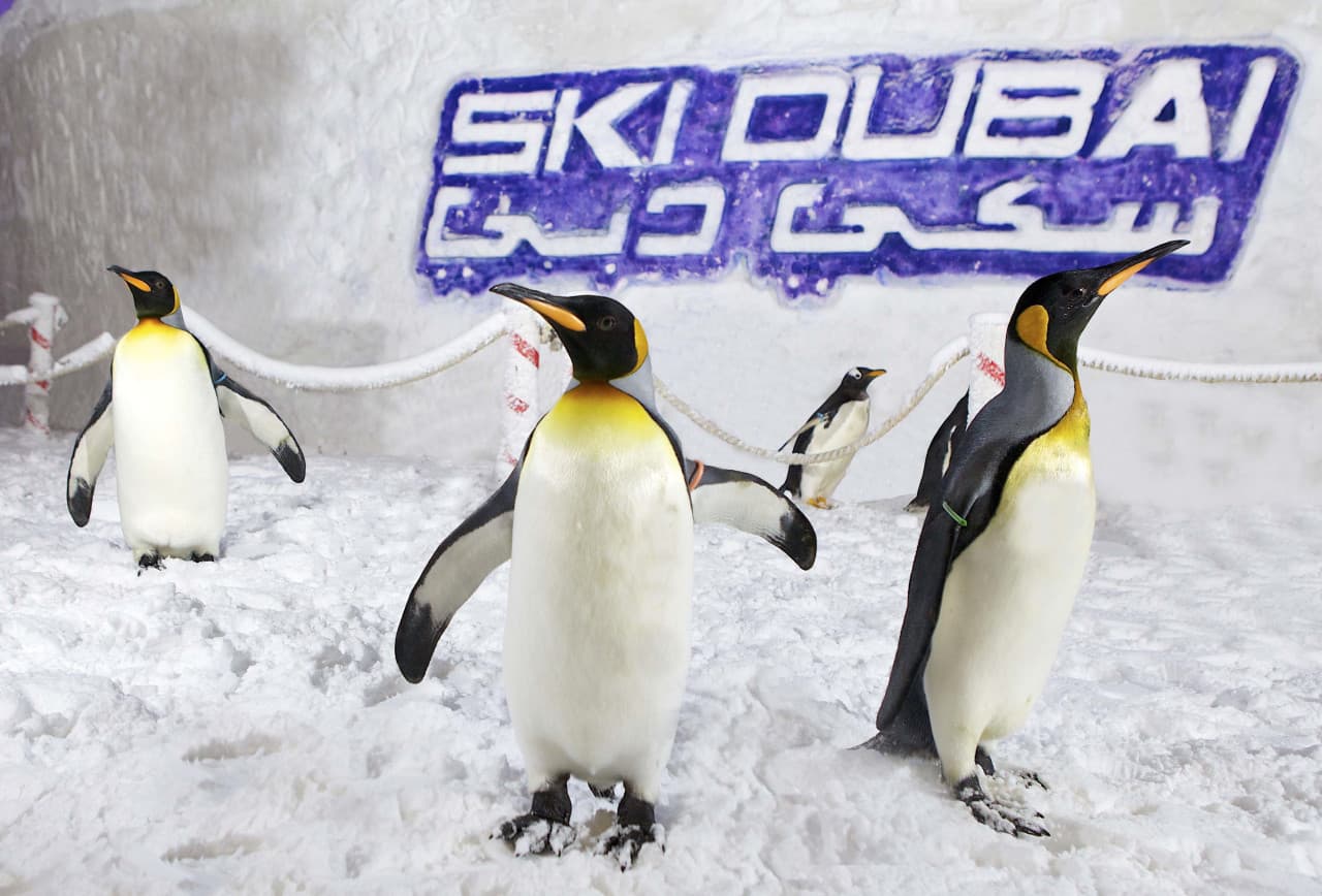 Go City Dubai All-Inclusive Pass: Save up to 50% on Attractions
