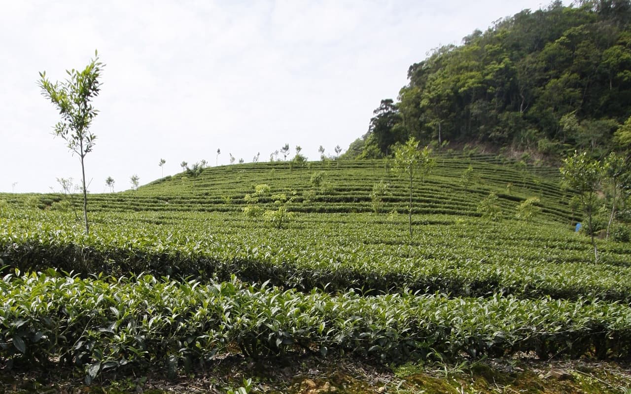 Thousand Island Lake and Pinglin Tea Plantation Tour