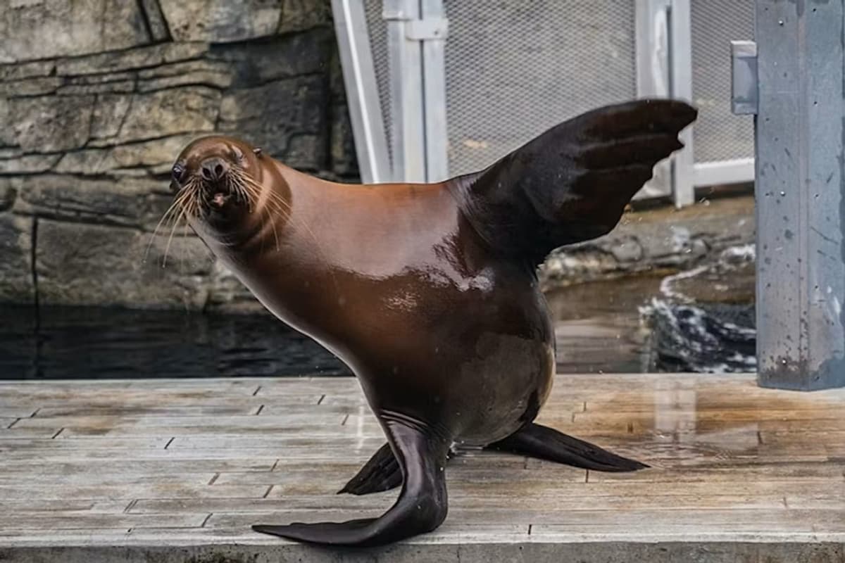 Vancouver Aquarium Ticket