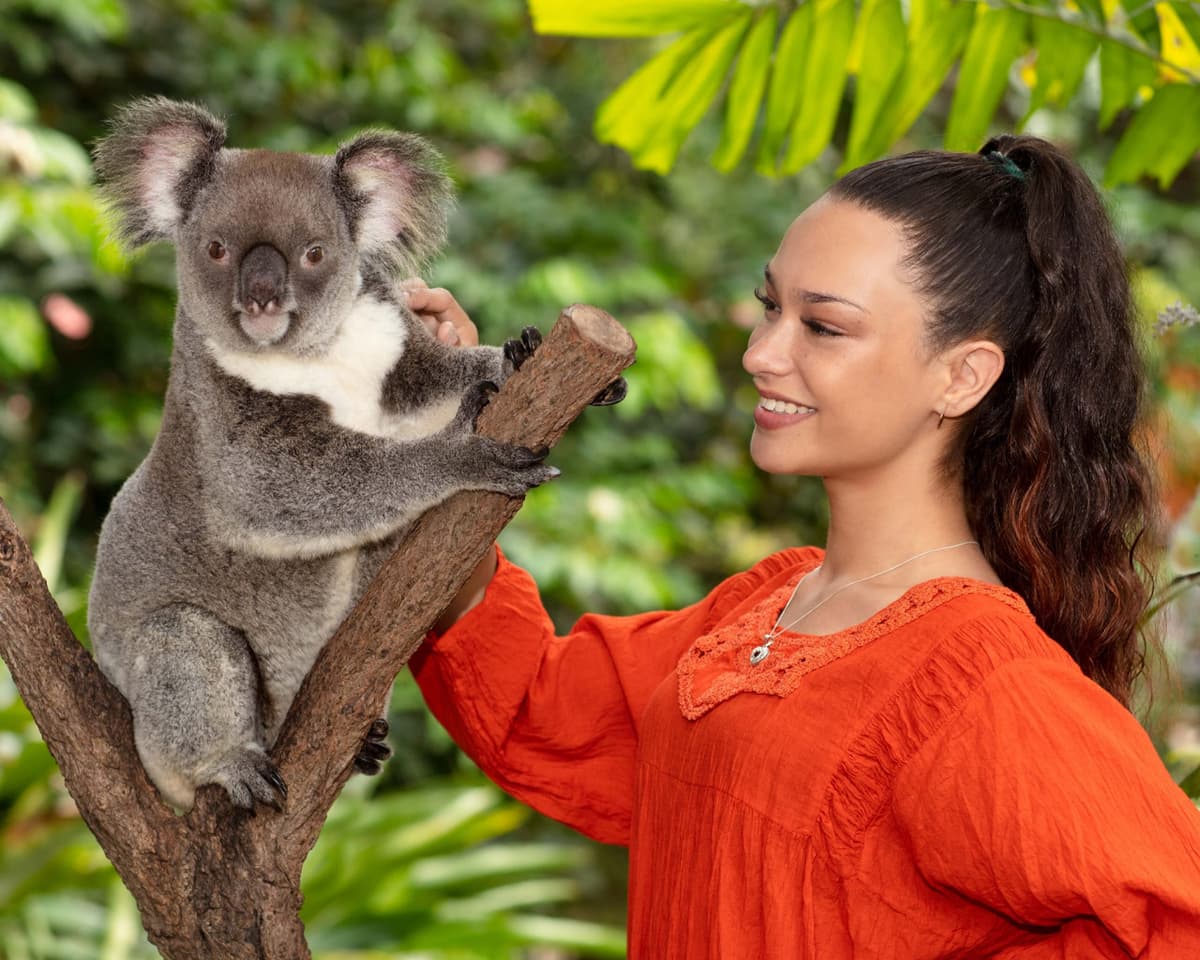Kuranda Koala Gardens