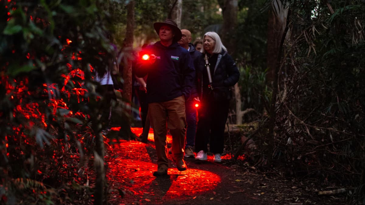 Guided Evening Rainforest Walk and Glow Worms Experience from Gold Coast