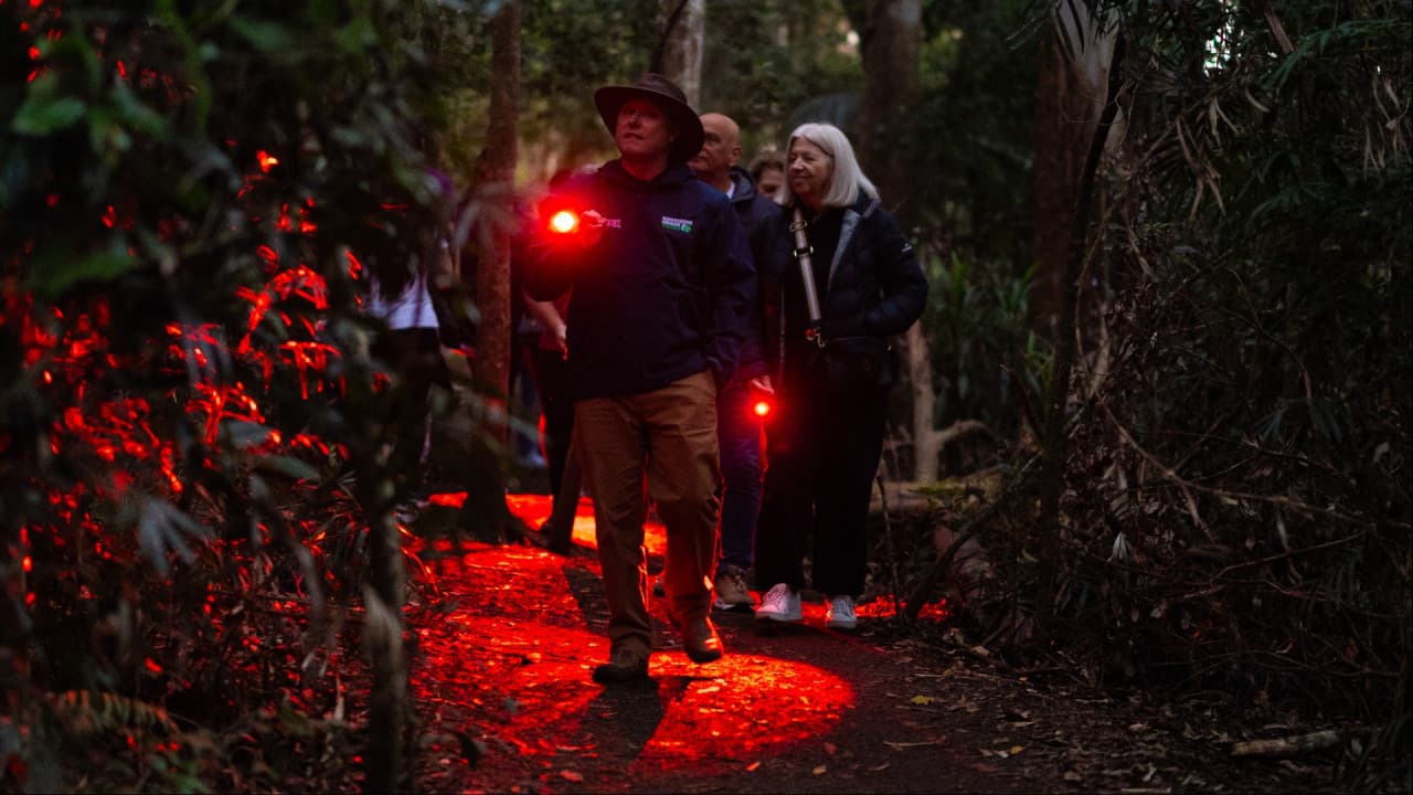 Guided Evening Rainforest Walk and Glow Worms Experience from Gold Coast