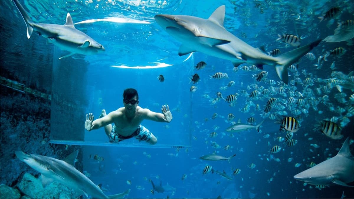 Ultimate Marine Life Experience at Adventure Cove Waterpark