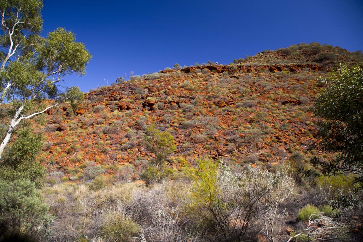 Palm Valley Outback Safari 4WD Tour