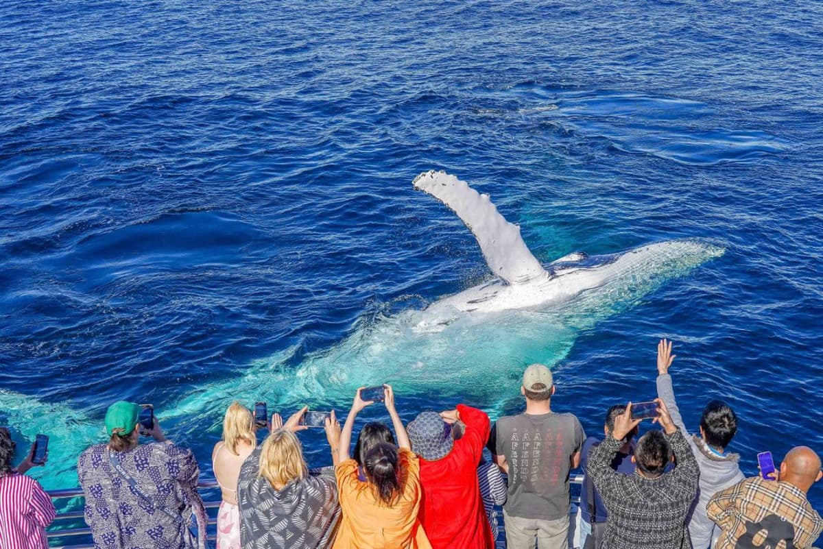 Gold Coast Whale Watching Cruise aboard Sea World Cruises