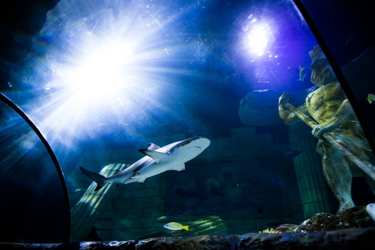 SEA LIFE Porto Ticket