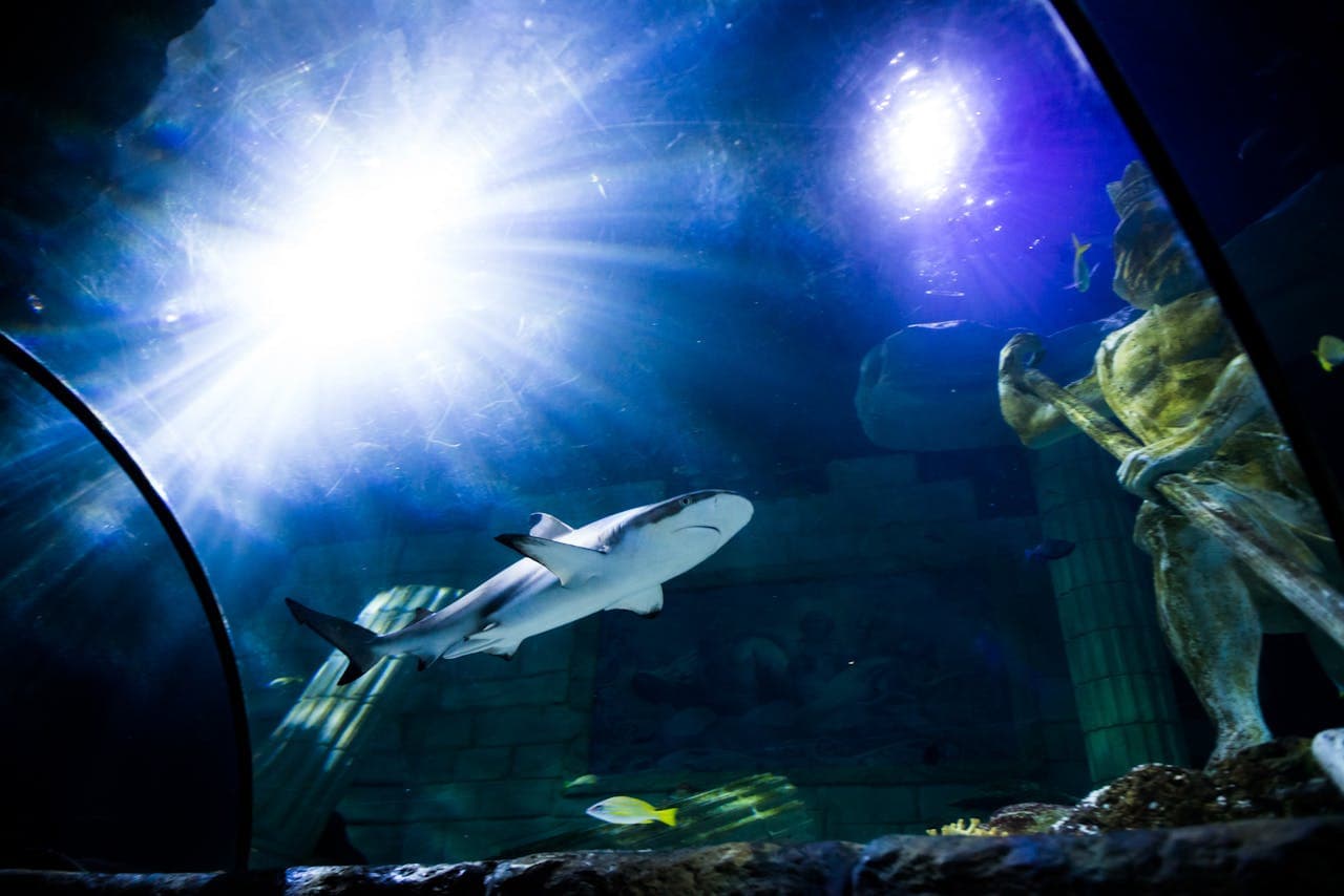 SEA LIFE Porto Ticket