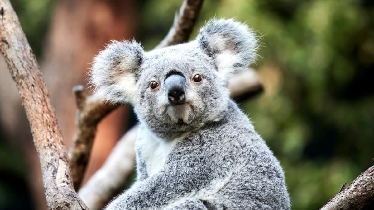 Taronga Zoo Ticket with Optional Round Trip Ferry