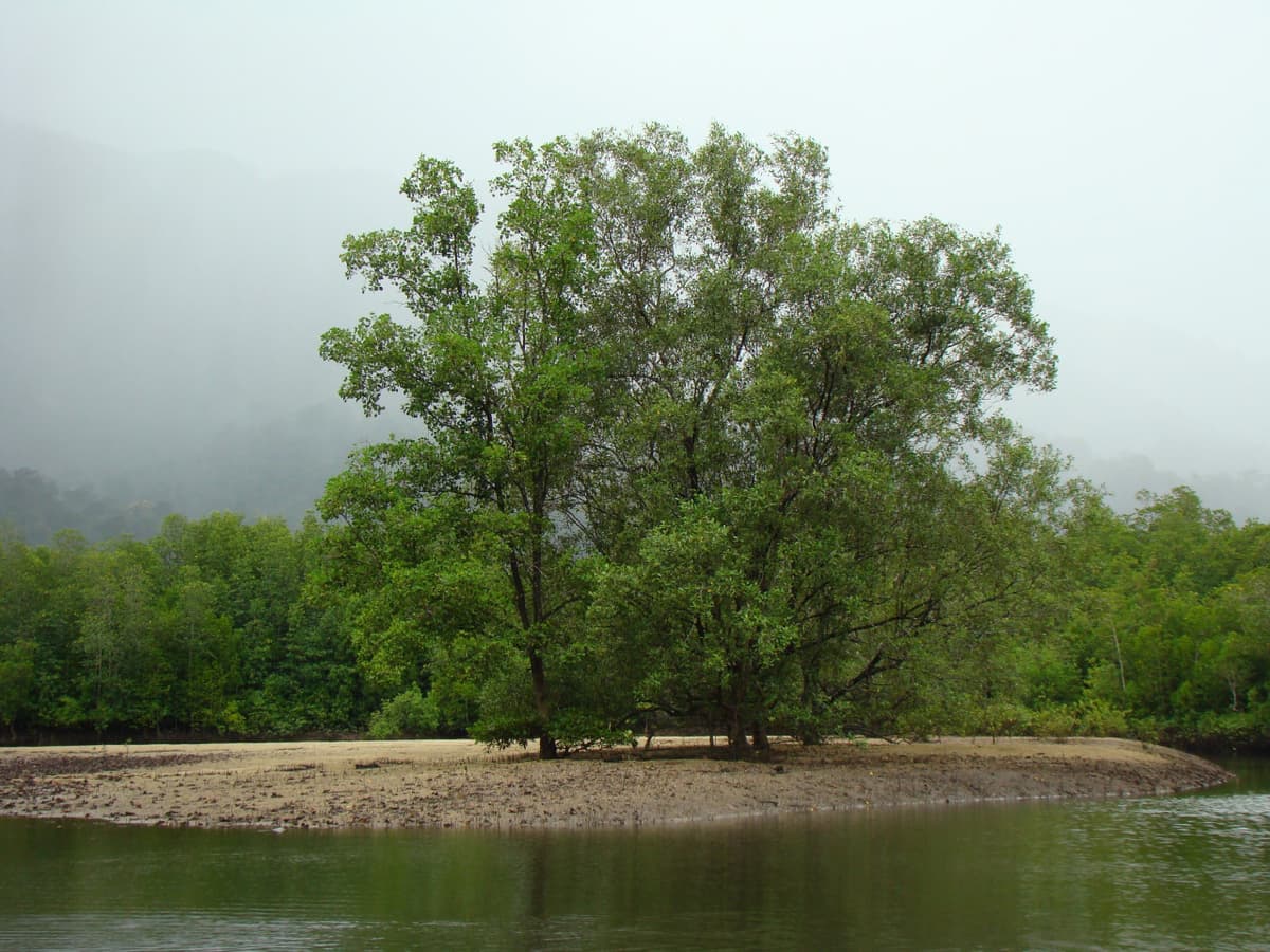Langkawi Mangrove Cruise and Snorkeling