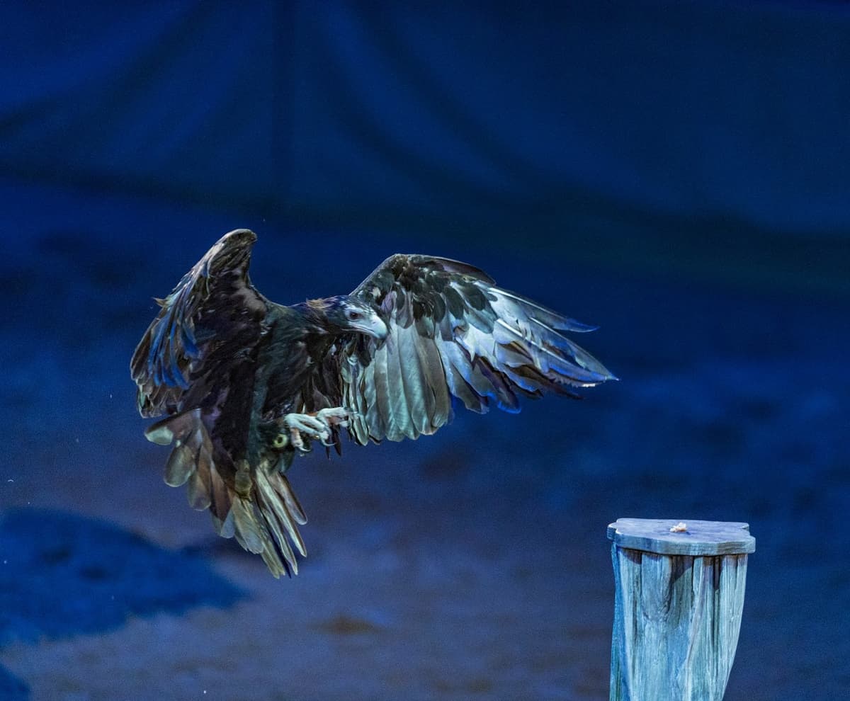 Australian Outback Spectacular Dinner Show Ticket
