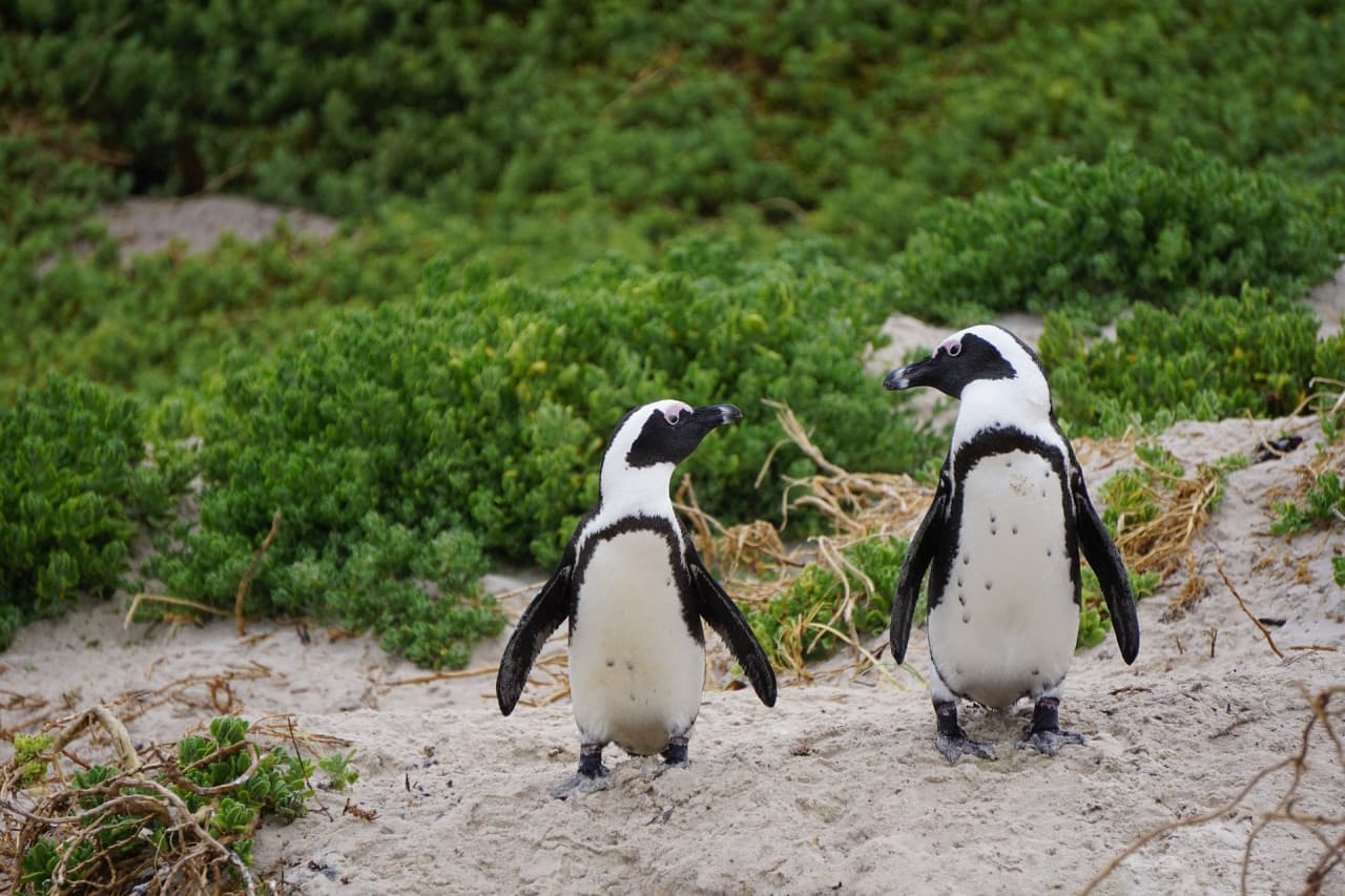 Phillip Island Nature Parks - Penguin Parade Ticket