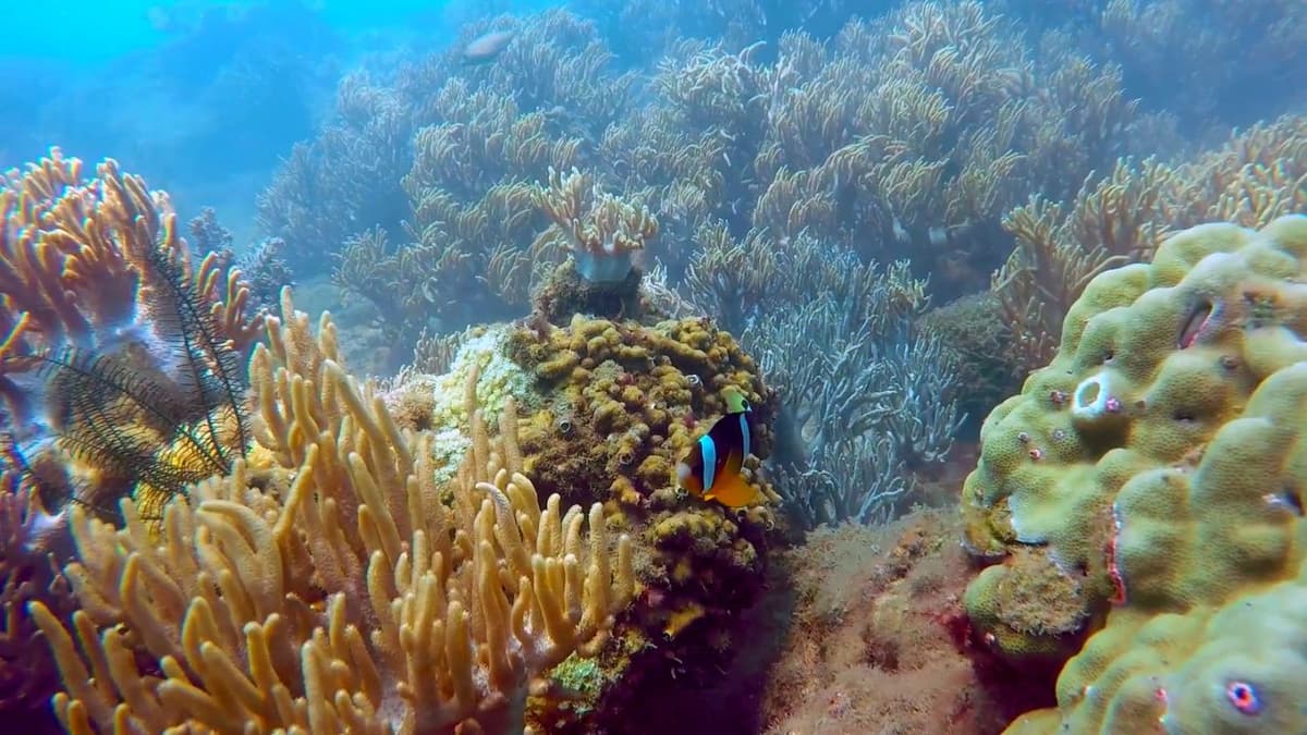 Cham Islands Underwater Walking and Snorkelling Half-Day Tour from Da Nang