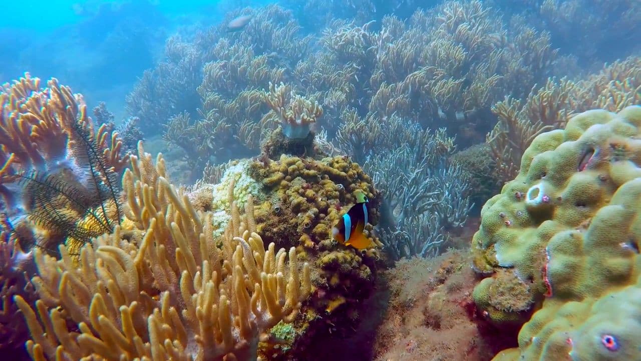 Cham Islands Underwater Walking and Snorkelling Half-Day Tour from Da Nang