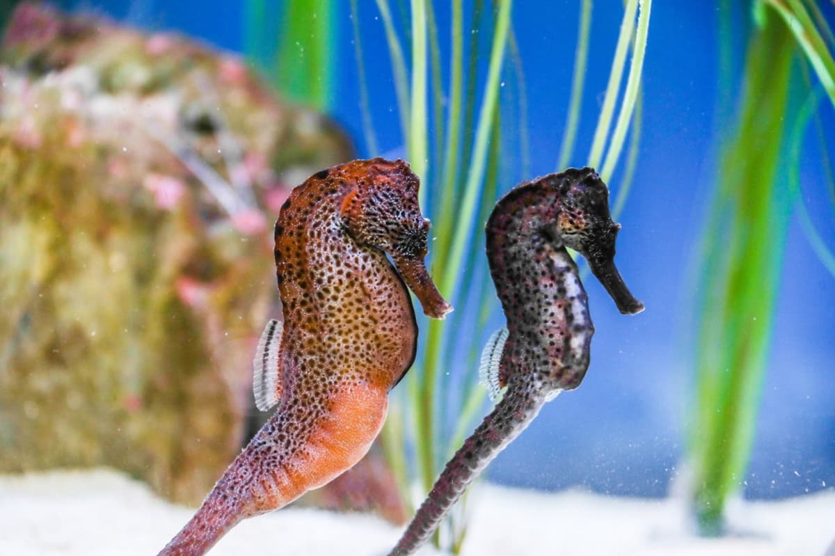 SEA LIFE Konstanz Aquarium Ticket