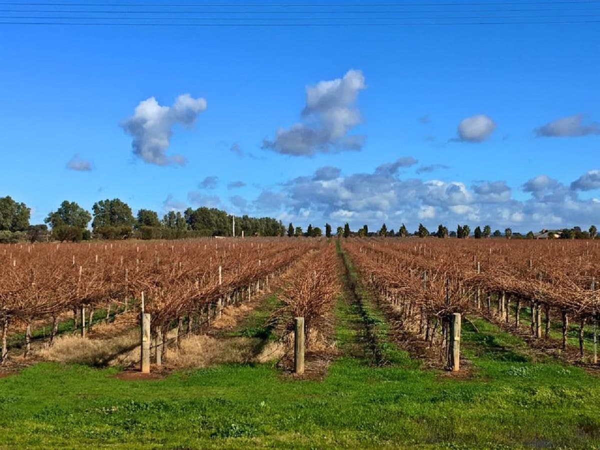 McLaren Vale Winery Tour - Small Group
